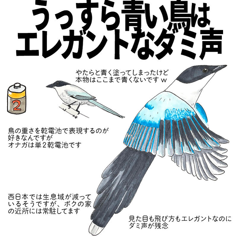 うっすら青い鳥はエレガントなダミ声 自然ガイドのネタ帳